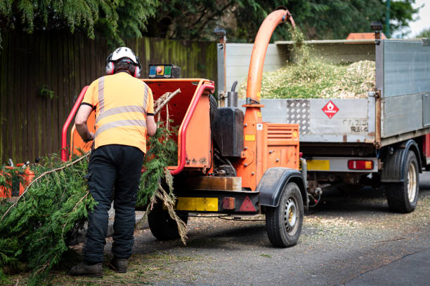 The Steps Involved in Our Tree Care Process in Albion, NE